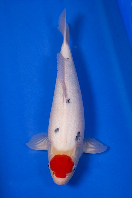 02-丹頂三色-47cm-母魚-2014產-00(Ali-御三家錦鯉園)-2.jpg