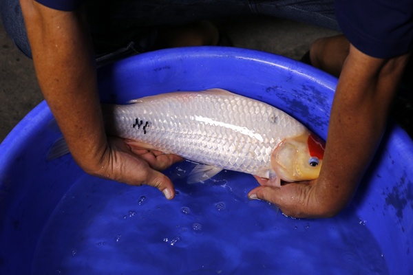 02-丹頂三色-47cm-母魚-2014產-00(Ali-御三家錦鯉園)-3.jpg