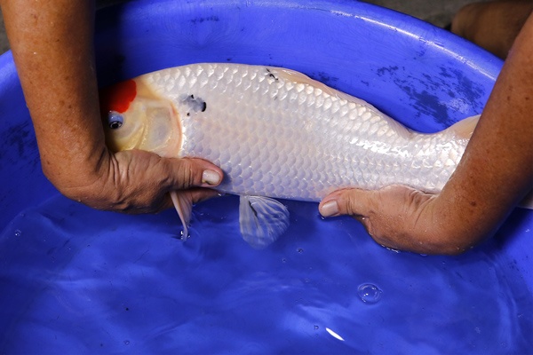 02-丹頂三色-47cm-母魚-2014產-00(Ali-御三家錦鯉園)-4.jpg