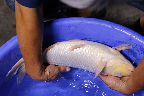 02-丹頂三色-47cm-母魚-2014產-00(Ali-御三家錦鯉園)-5.jpg