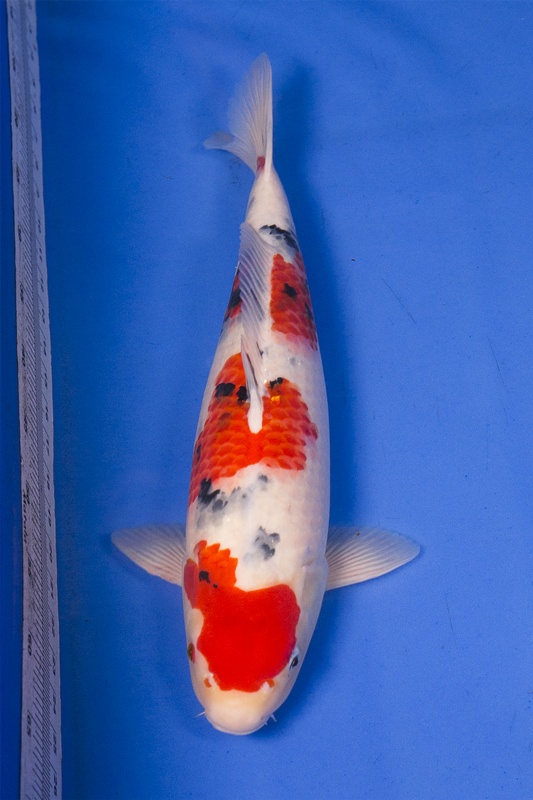 03-大正三色-47cm-母魚-2014產-$5000(Ali-御三家錦鯉園).jpg