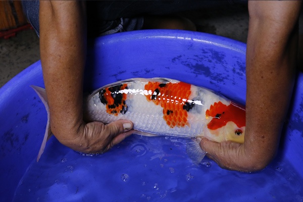 03-大正三色-47cm-母魚-2014產-00(Ali-御三家錦鯉園)-2.jpg