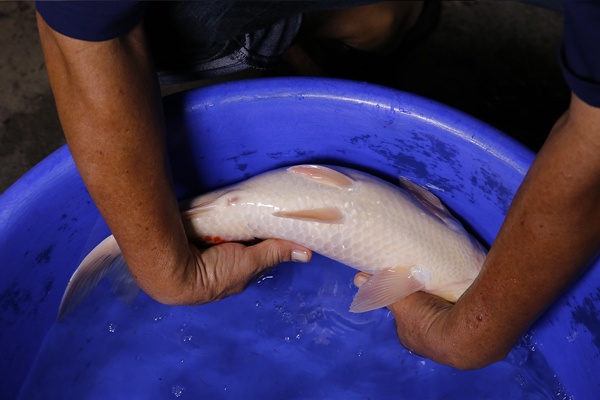 03-大正三色-47cm-母魚-2014產-00(Ali-御三家錦鯉園)-4.jpg