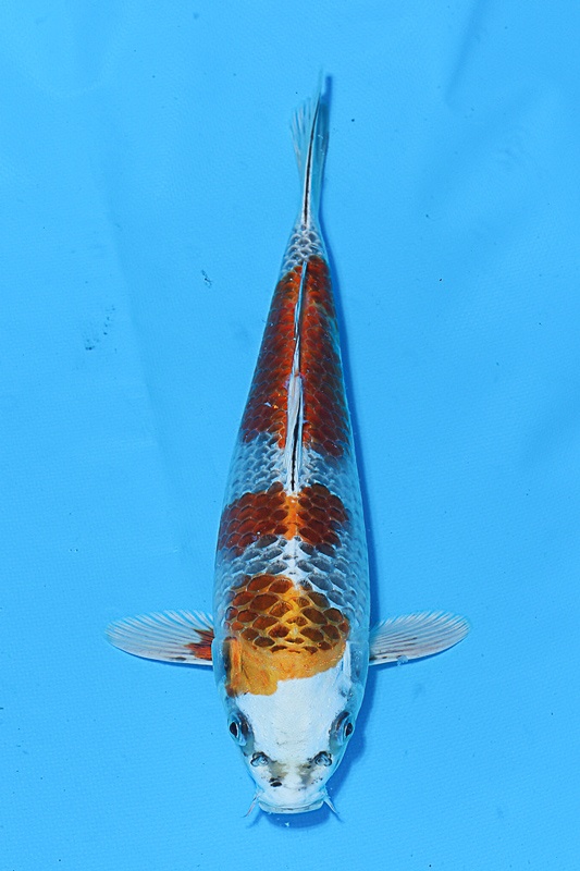 26-孔雀-27cm-2015-不明-$3000-(佳河錦鯉園).jpg