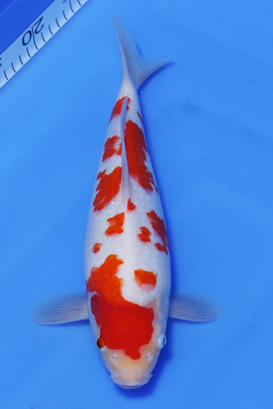 15-紅白-33cm-母-3000-(江口的錦鯉殿).jpg