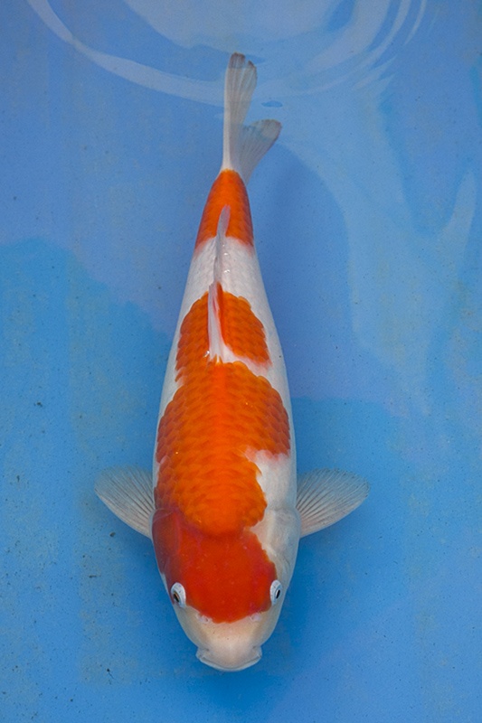 57-紅白(楊裕豐-紅獅王產)-36cm-2015產-母魚-$5000-(寶源錦鯉養殖場).jpg