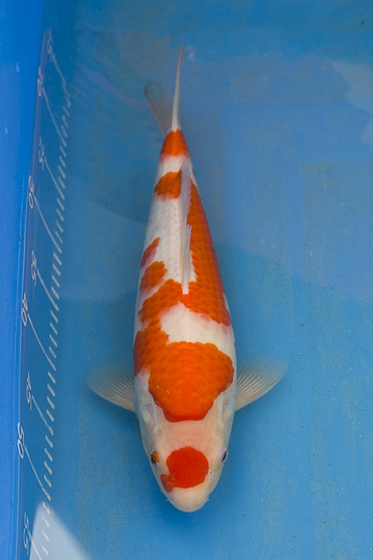 58-紅白(楊裕豐-紅獅王產)-36cm-2015產-母魚-$5000-(寶源錦鯉養殖場).jpg