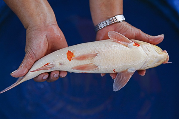 58-紅白(楊裕豐-紅獅王產)-36cm-2015產-母魚-00-(寶源錦鯉養殖場)-4.jpg