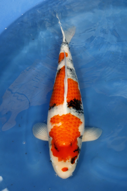 31-昭和三色-55cm-2014年5月產-$15000-母魚-(陳文彬)-.jpg