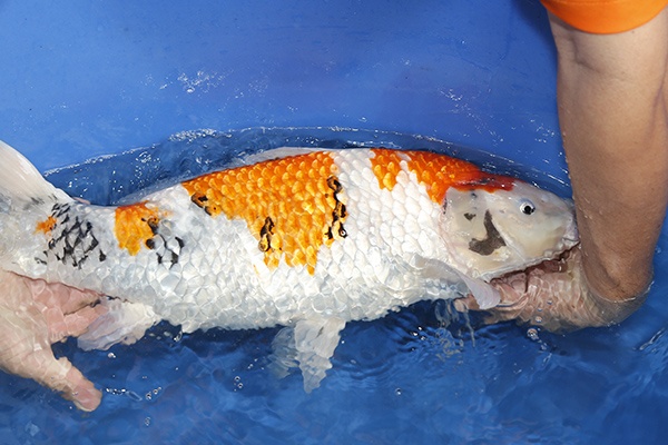 31-昭和三色-55cm-2014年5月產-母魚-(陳文彬)--2.jpg