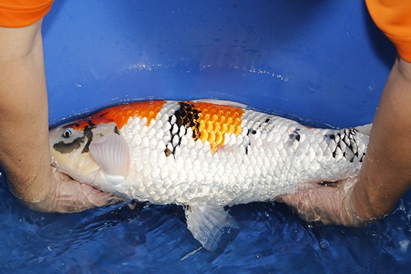 31-昭和三色-55cm-2014年5月產-母魚-(陳文彬)-3.jpg