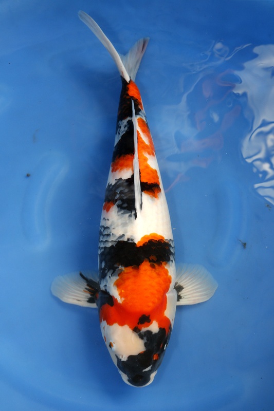 28-昭和三色-59CM-2014年3月產--15000-母魚(陳文彬).jpg