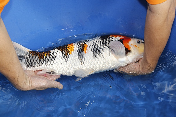 28-昭和三色-59CM-2014年3月產-母魚(陳文彬)-3.jpg