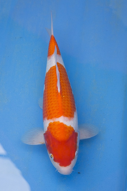 60-紅白(楊裕豐-紅獅王產)-36cm-2015產-母魚-$5000-(寶源錦鯉養殖場).jpg