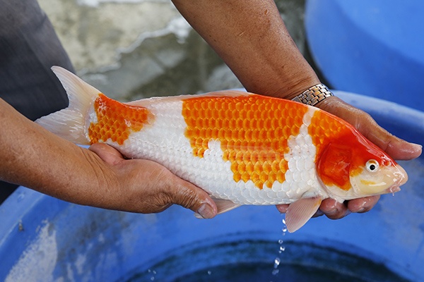 60-紅白(楊裕豐-紅獅王產)-36cm-2015產-母魚-00-(寶源錦鯉養殖場)-2.jpg