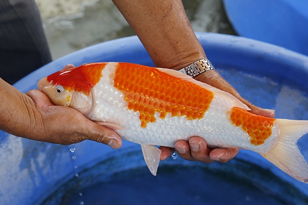 60-紅白(楊裕豐-紅獅王產)-36cm-2015產-母魚-00-(寶源錦鯉養殖場)-3.jpg