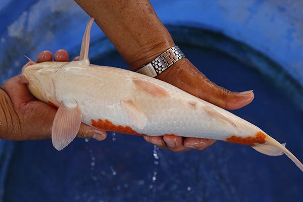 60-紅白(楊裕豐-紅獅王產)-36cm-2015產-母魚-00-(寶源錦鯉養殖場)-4.jpg