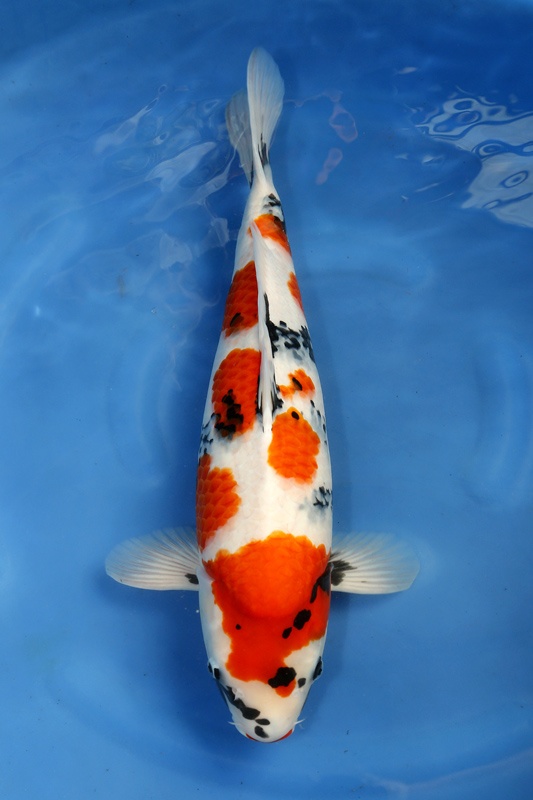 29-昭和三色-58cm-2014年3月產-15000-母魚-(陳文彬).jpg