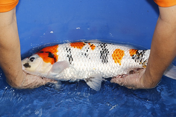 29-昭和三色-58cm-2014年3月產-母魚-(陳文彬)-3.jpg