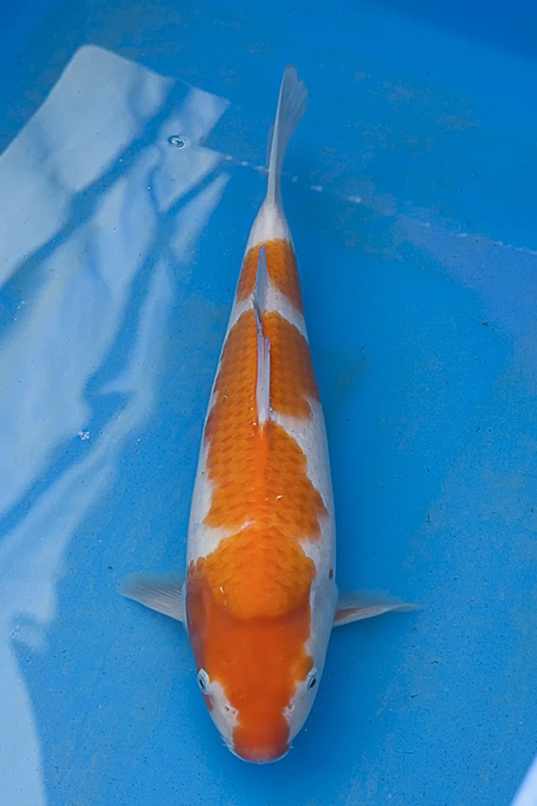 61-紅白(楊裕豐-紅獅王產)-38cm-2015產-母魚-$3000-(寶源錦鯉養殖場).jpg