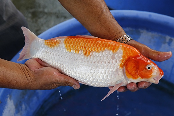 61-紅白(楊裕豐-紅獅王產)-38cm-2015產-母魚-00-(寶源錦鯉養殖場)-3.jpg