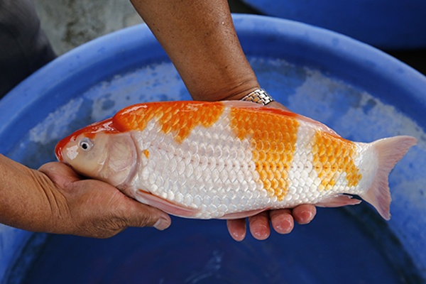 61-紅白(楊裕豐-紅獅王產)-38cm-2015產-母魚-00-(寶源錦鯉養殖場)-4.jpg