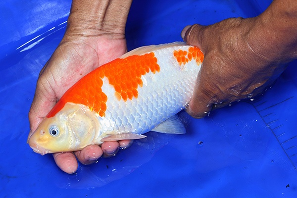 35-紅白-29cm-不明-2015產-3000起標-(國堡錦鯉場)-2.jpg