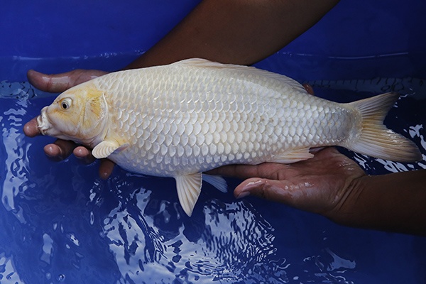 37-1白金(日本丸堂產)-44cm-母-2014年產-5000起標-(國際錦鯉養殖場)-3.jpg