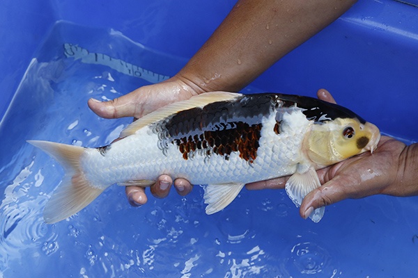 38-葡萄衣(日本丸新養魚場產)-42cm-公-2014年產-5000起標-(國際錦鯉養殖場)-2.jpg.jpg