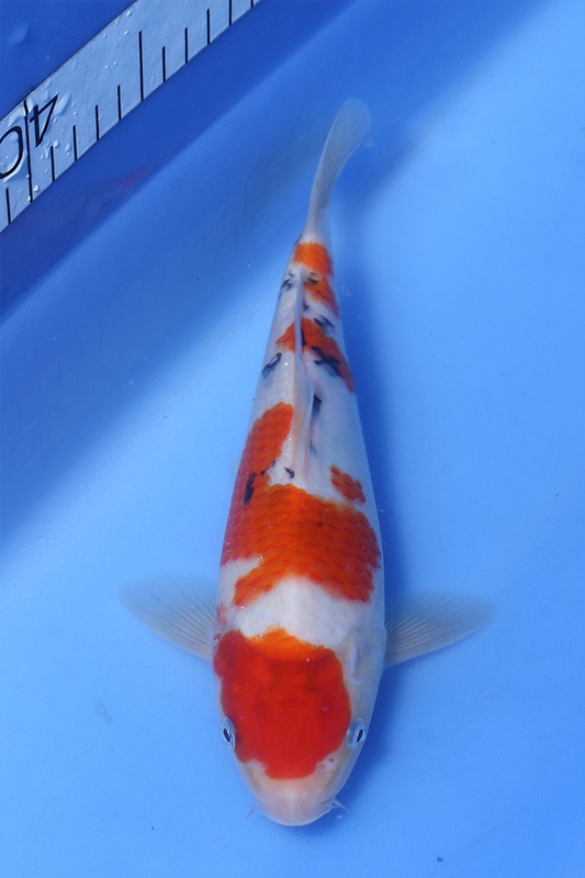 56-大正三色-27cm-不明-$3000-(鯉池苑錦鯉園).jpg