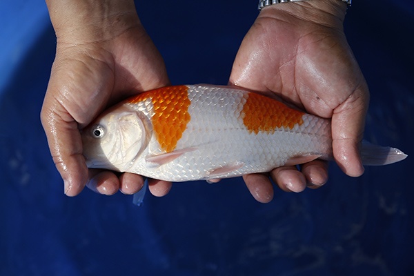 12-紅白-27cm-不明-2015產-3000起標-(永富錦鯉場)-2.jpg