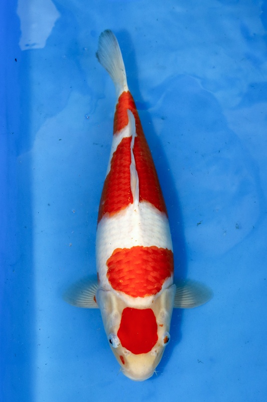 07.-紅白39cm--2015產-母魚-5000元起標-(大將錦鯉).jpg