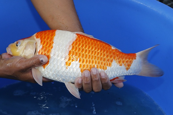 07-紅白39cm--2015產-母魚-5000元起標-(大將錦鯉)-2.jpg