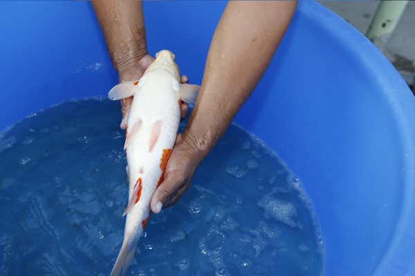 07-紅白39cm--2015產-母魚-5000元起標-(大將錦鯉)-4.jpg