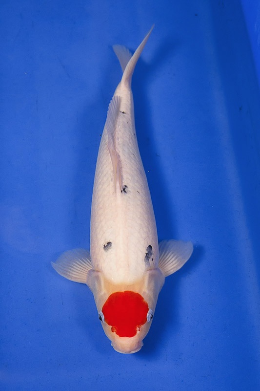 02-丹頂三色-47cm-母魚-2014產-$5000(Ali-御三家錦鯉園)-1.jpg