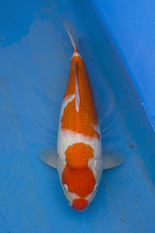 59-紅白(楊裕豐-紅獅王產)-38cm-2015產-母魚-$5000-(寶源錦鯉養殖場).jpg