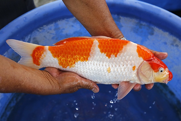 59-紅白(楊裕豐-紅獅王產)-38cm-2015產-母魚-00-(寶源錦鯉養殖場)-2.jpg