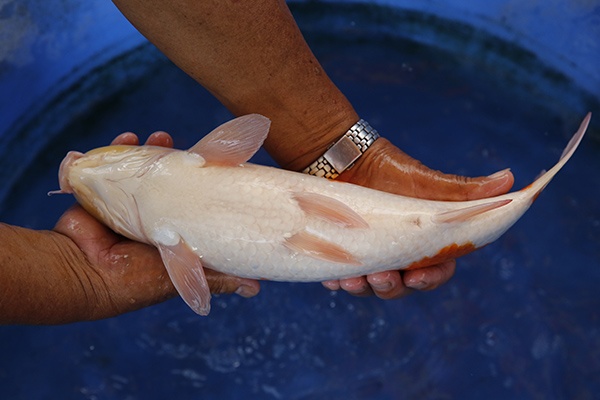 59-紅白(楊裕豐-紅獅王產)-38cm-2015產-母魚-00-(寶源錦鯉養殖場)-4.jpg