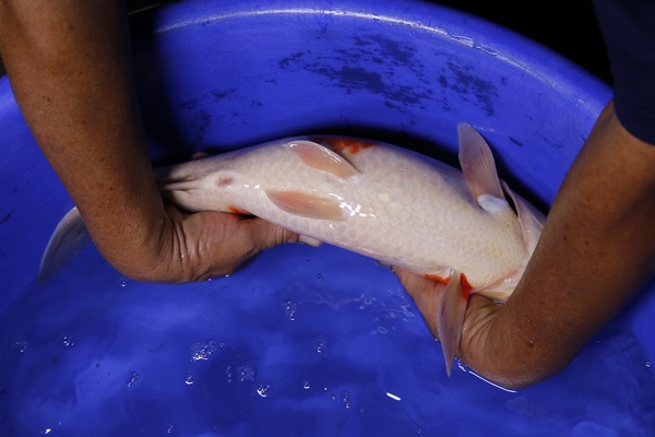 01-大正三色-(Ali-御三家錦鯉園)45cm-母魚-2014產-00-4.jpg