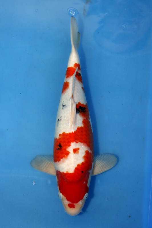 06-大正-(大將錦鯉)43cm-公魚-2015年產-3000元起標.jpg