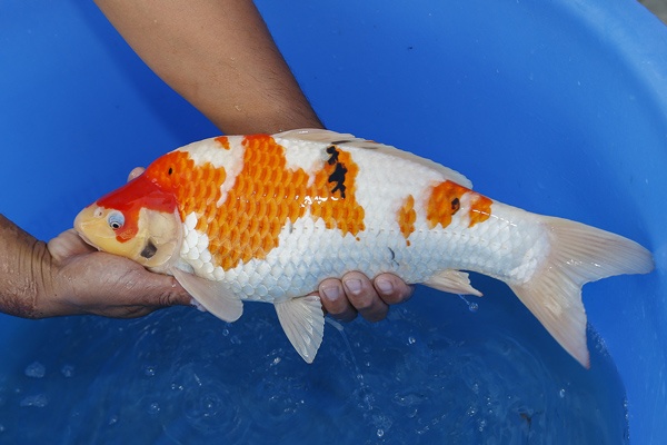 06--大正-(大將錦鯉)43cm-公魚-2015年產-3000元起標-2.jpg