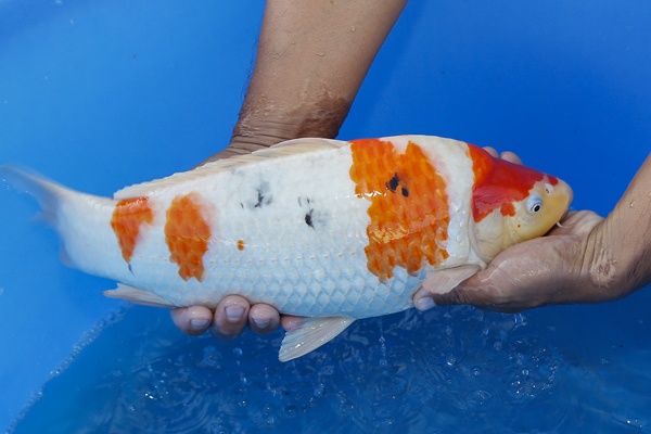 06--大正-(大將錦鯉)43cm-公魚-2015年產-3000元起標-3.jpg