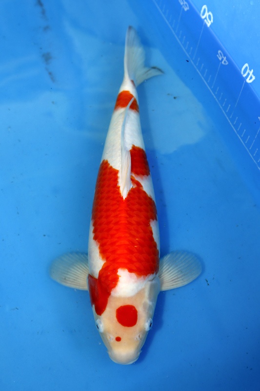 07-紅白-(大將錦鯉)41cm-母魚-2015年產-5000元起標.jpg