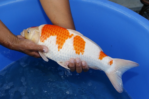 07-紅白-(大將錦鯉)41cm-母魚-2015年產-5000元起標-3.jpg