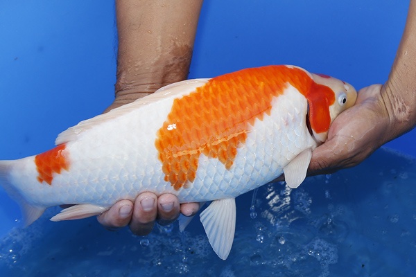 07-紅白-(大將錦鯉)41cm-母魚-2015年產-5000元起標-2.jpg