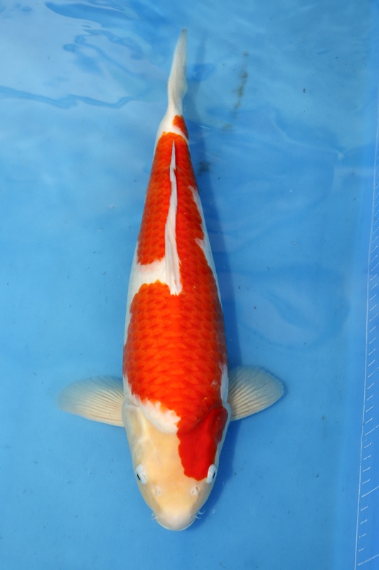 08-紅白-(大將錦鯉)45cm-母魚-2015年產-5000元起標-.jpg