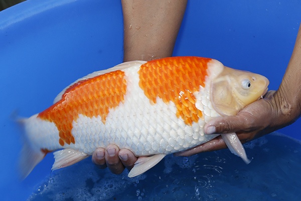 08-紅白-(大將錦鯉)45cm-母魚-2015年產-5000元起標-2.jpg