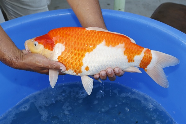 08-紅白-(大將錦鯉)45cm-母魚-2015年產-5000元起標-3.jpg