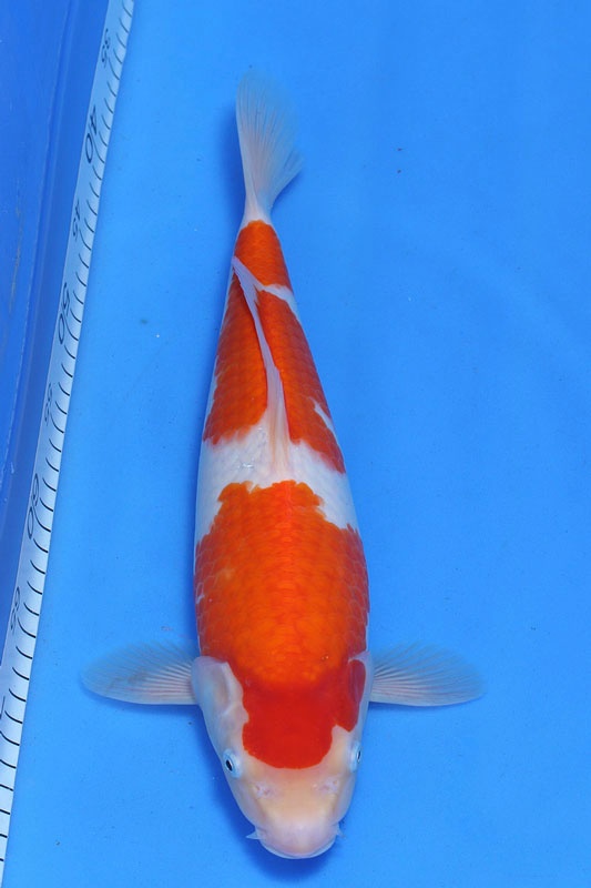 16-紅白-(江口的錦鯉殿)35cm-母-5000-.jpg