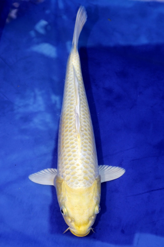 20-黃金-(早安房屋錦鯉)45cm-母魚-2014年產-2000元-.jpg